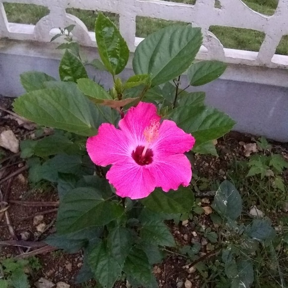 Meet your Posher, Nicola - Picture 4 of 4